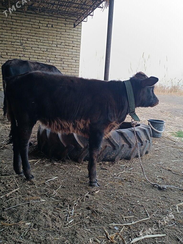 saglyk göleli sygyr - Çärjew - img 10