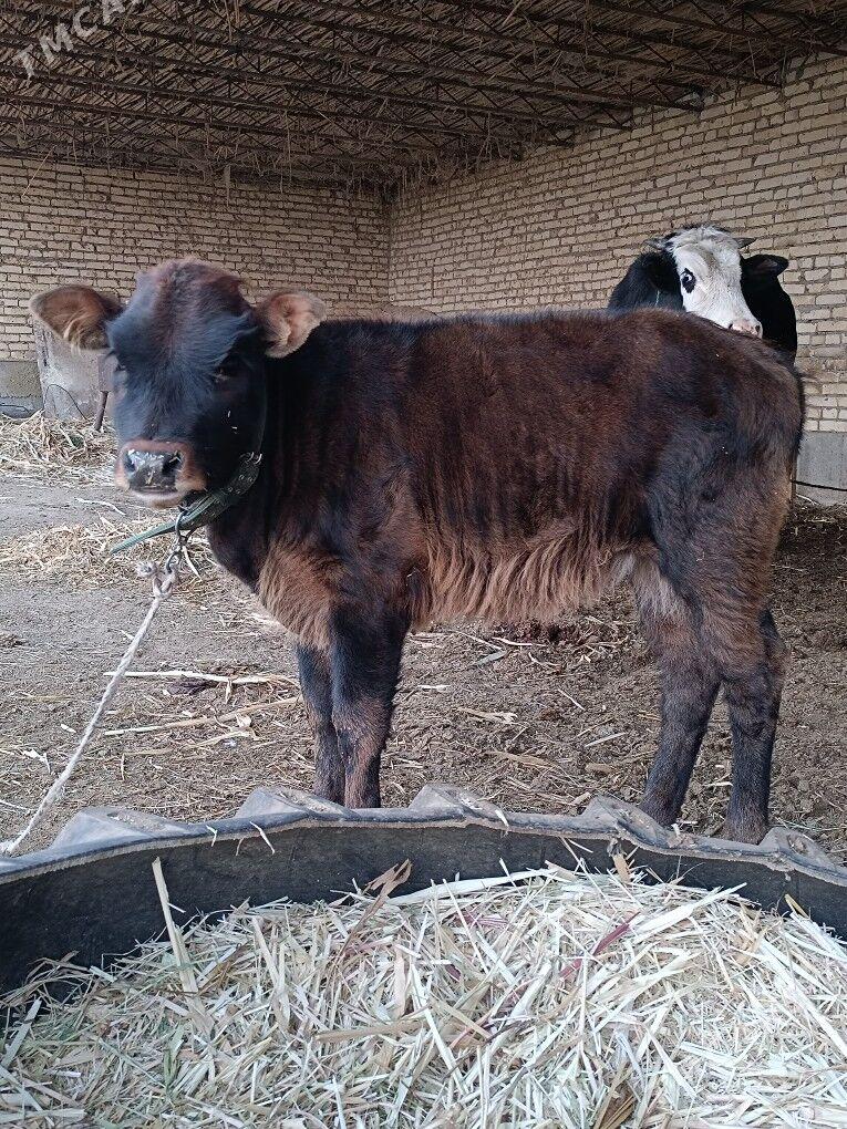 saglyk göleli sygyr - Çärjew - img 8