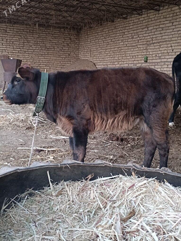 saglyk göleli sygyr - Çärjew - img 7