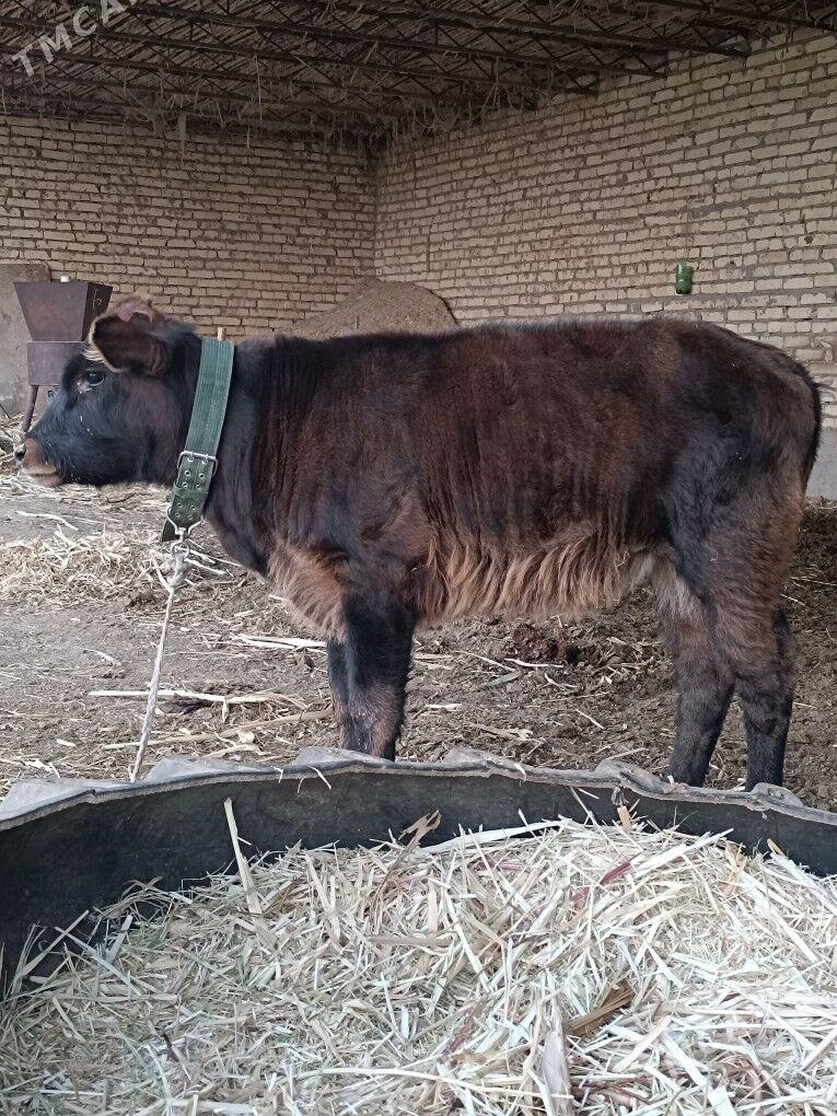 saglyk göleli sygyr - Çärjew - img 6