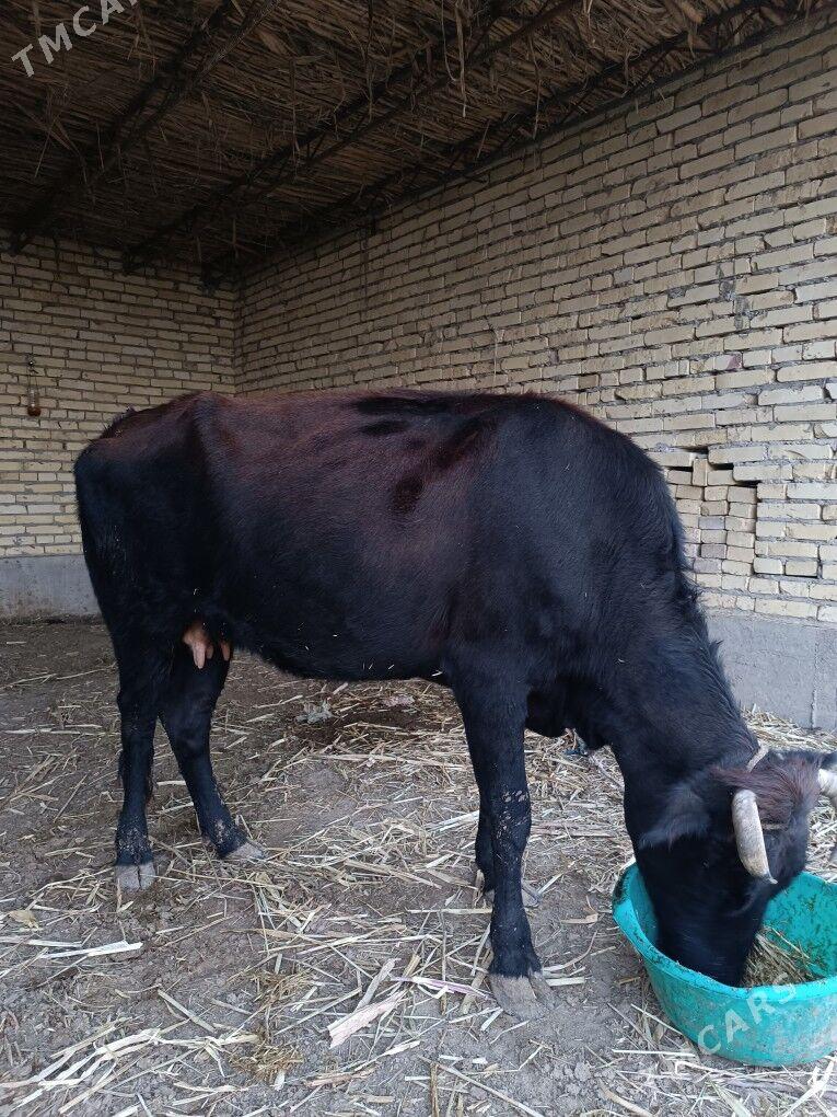 saglyk göleli sygyr - Çärjew - img 5