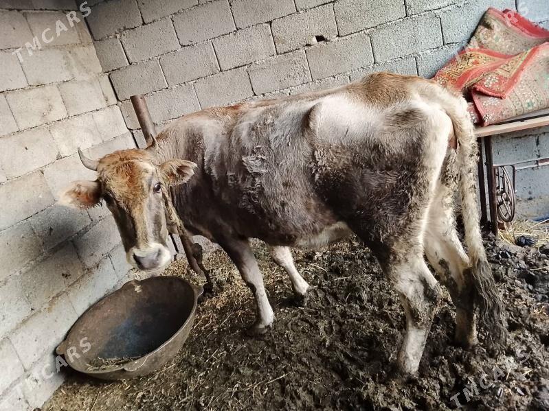 sygyr - Ýalkym - img 2