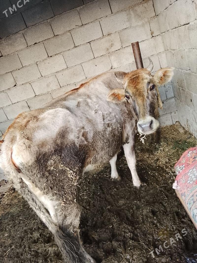 sygyr - Ýalkym - img 3