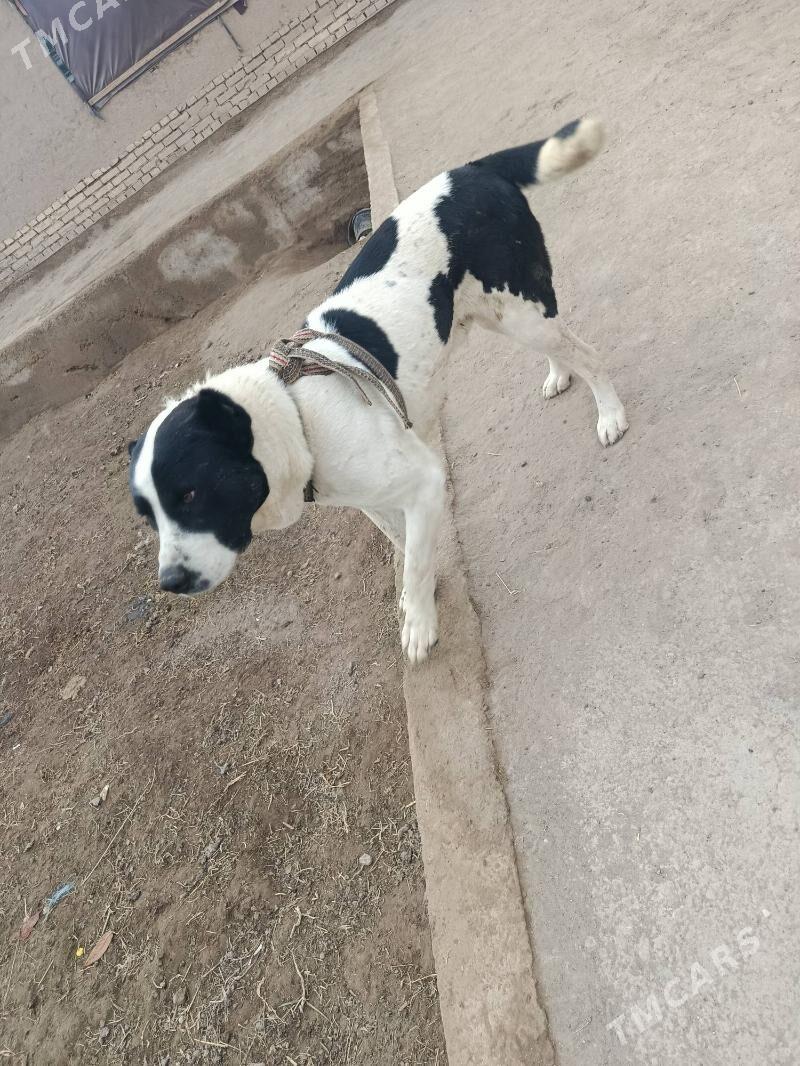 alabay - Шабатский этрап - img 2