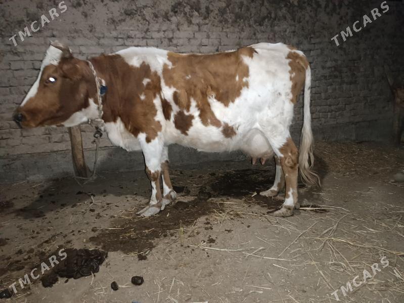 goleli sygyr - Губадаг - img 3