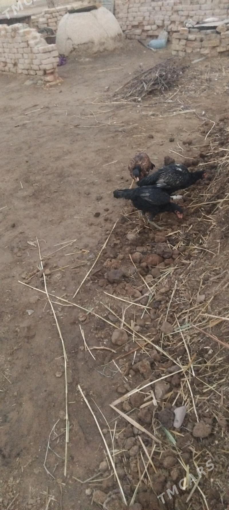 Baysok - Сейди - img 2