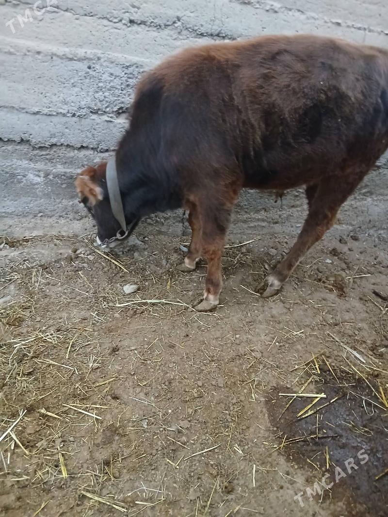 öküz - Гёкдепе - img 3