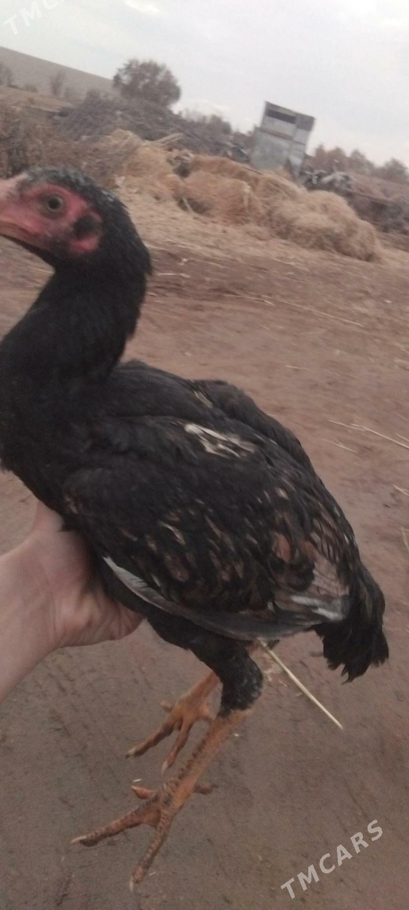 Baysok - Сейди - img 3