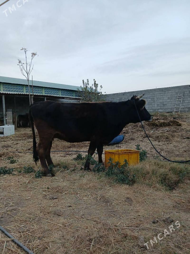 Sygyr - Gökdepe - img 2