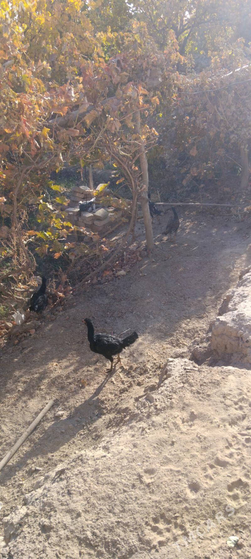 Baysok - Сейди - img 4