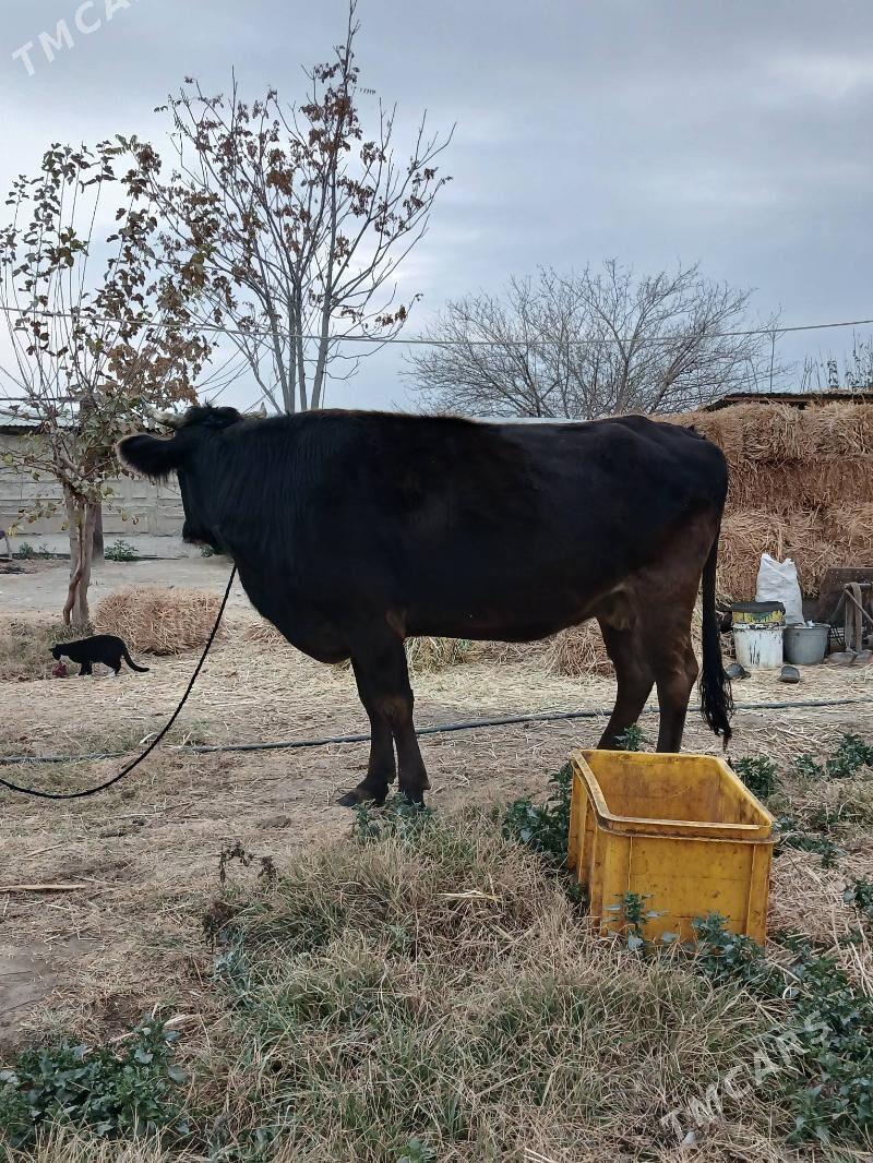 Sygyr - Gökdepe - img 3