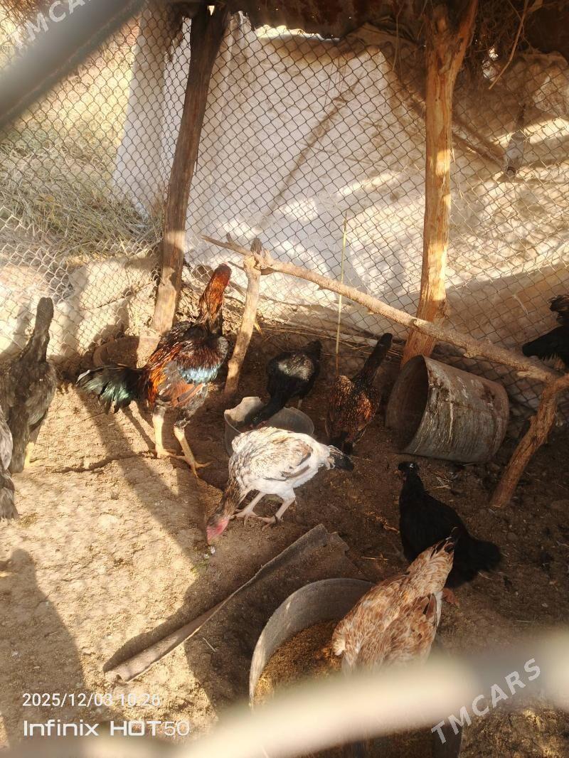 хораз - Дянев - img 7