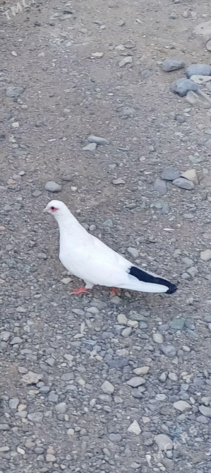 kepderi - Aşgabat - img 6