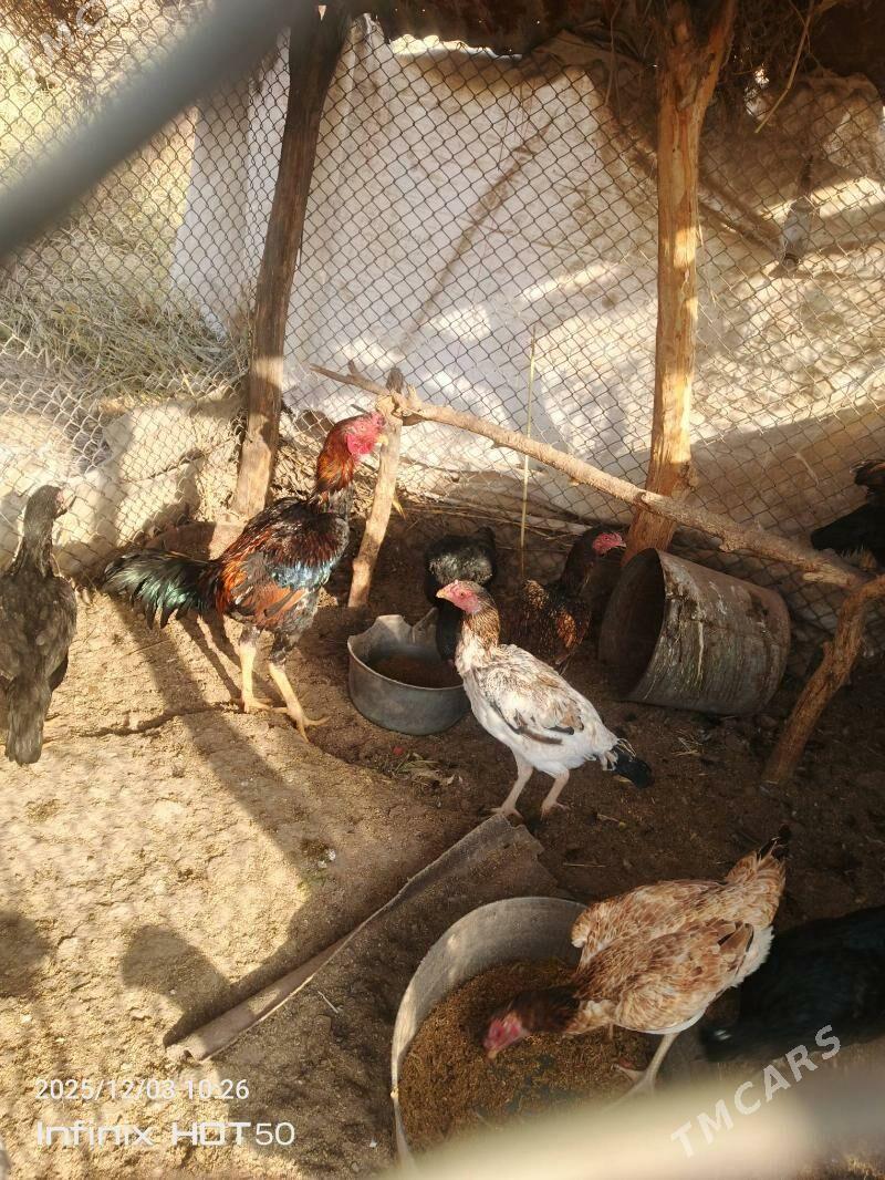 хораз - Дянев - img 4