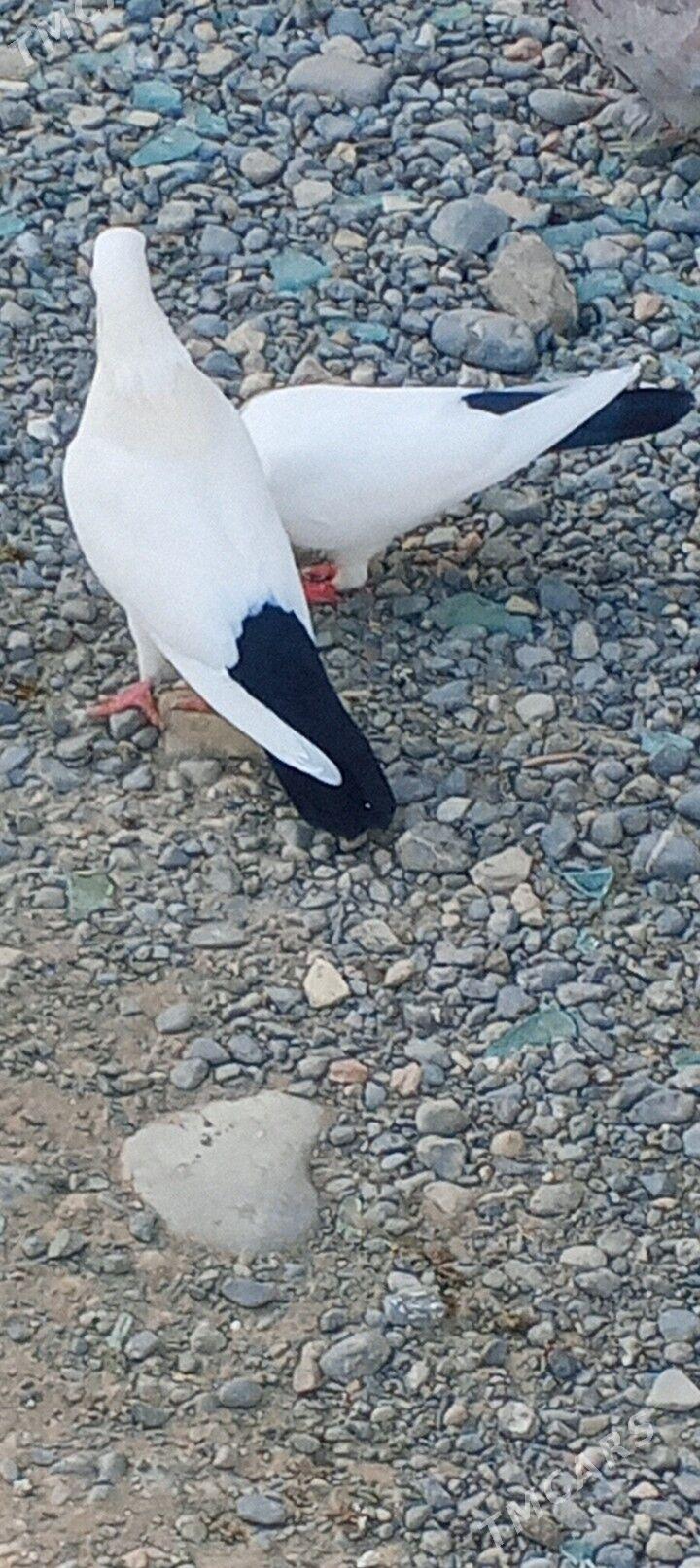 kepderi - Aşgabat - img 3