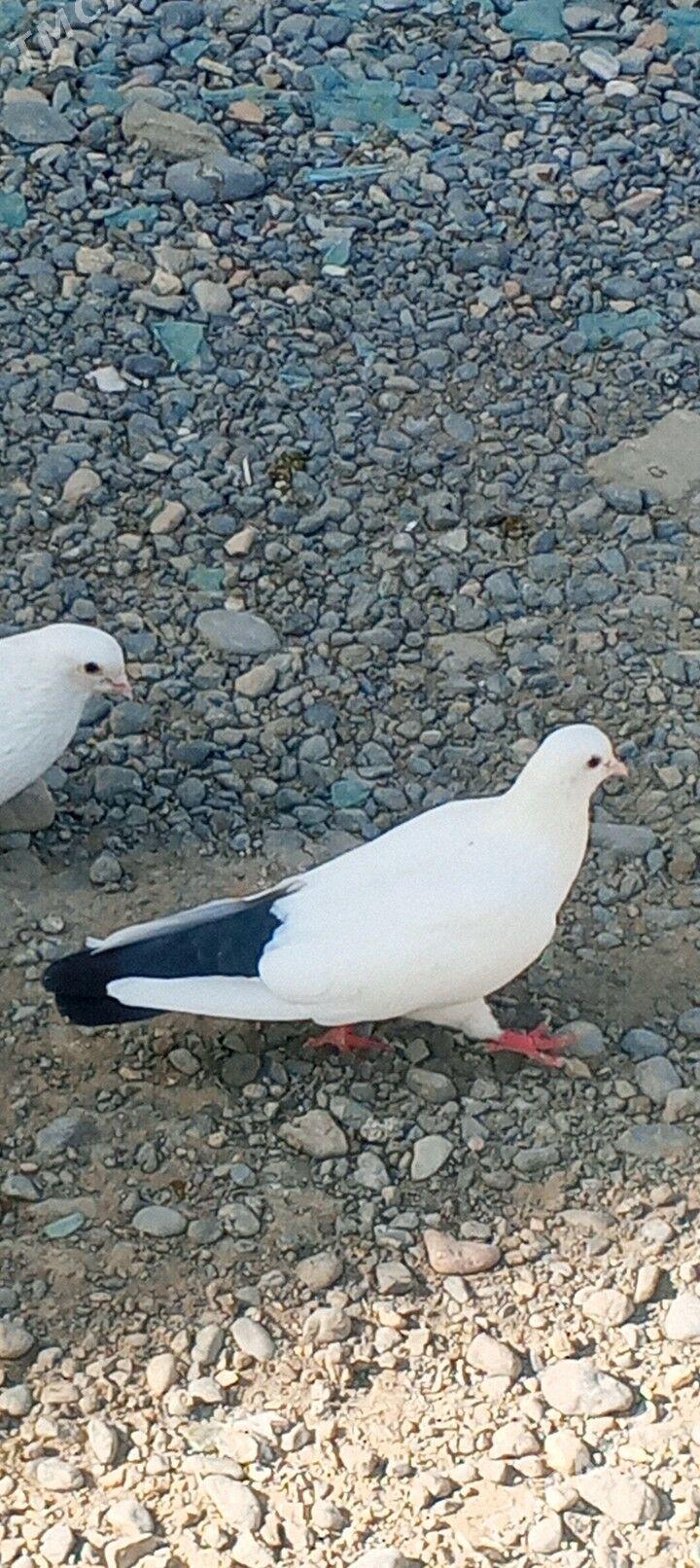 kepderi - Aşgabat - img 5