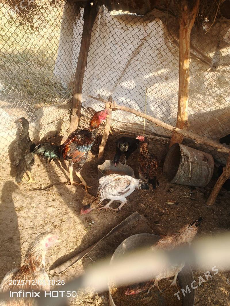 хораз - Дянев - img 5