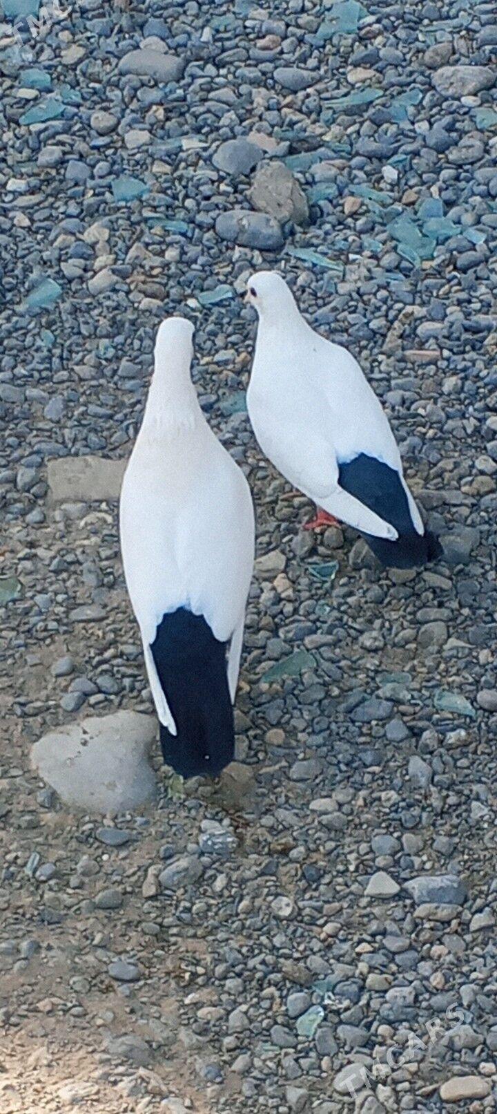 kepderi - Aşgabat - img 4