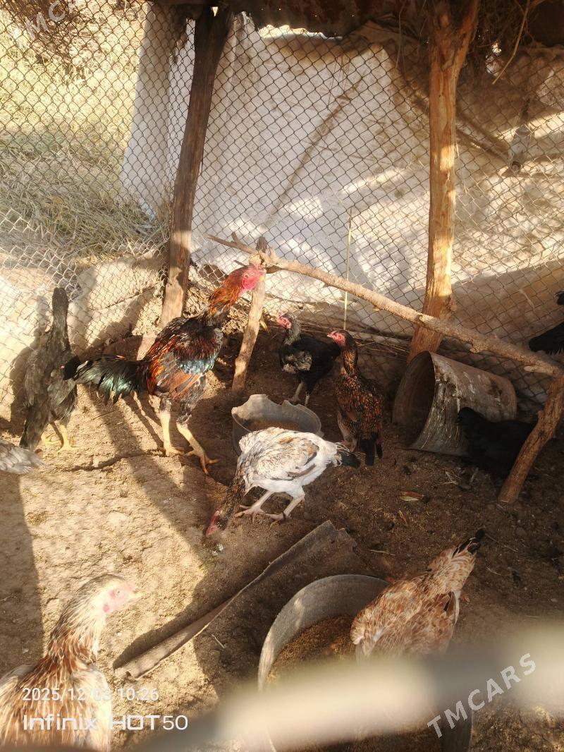 хораз - Дянев - img 2