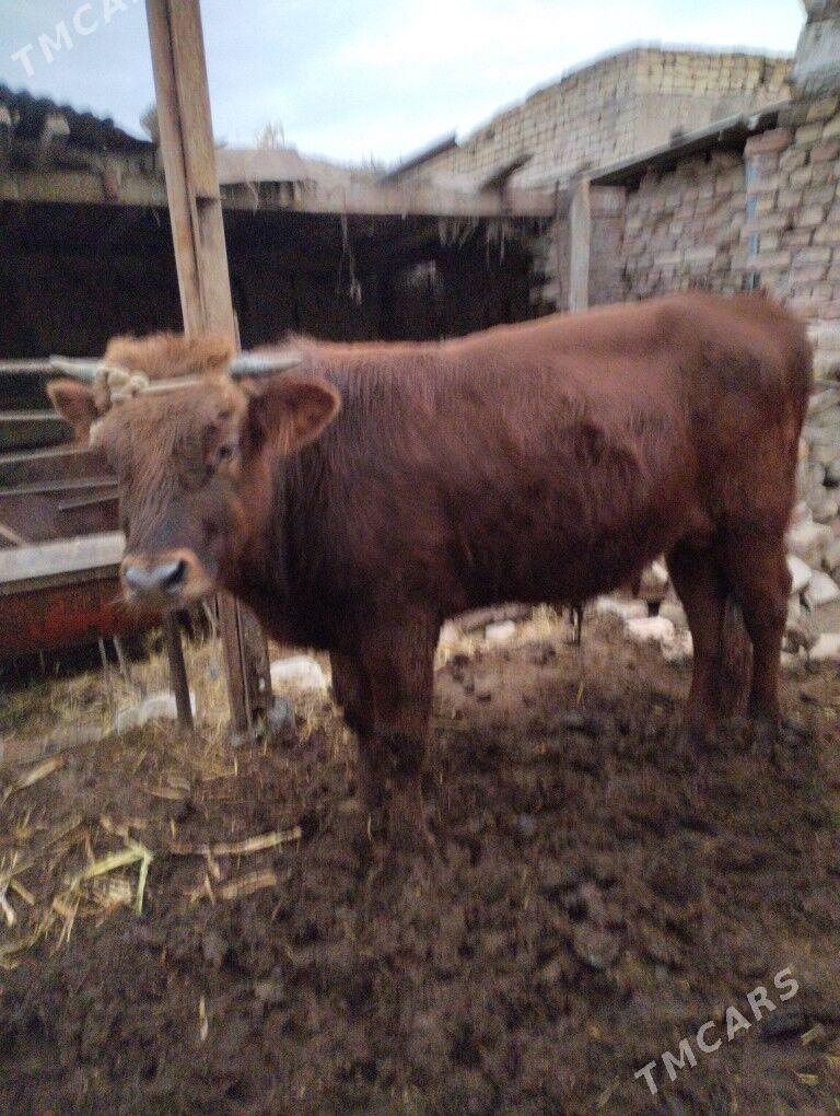 Okuz - Türkmenabat - img 3