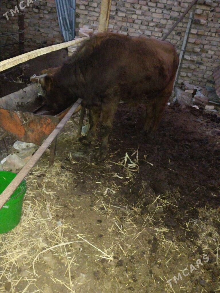 Okuz - Türkmenabat - img 6