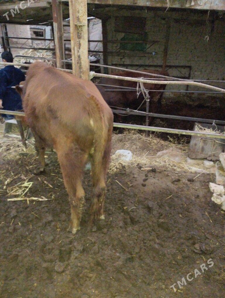 Okuz - Türkmenabat - img 2