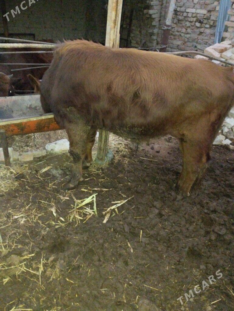 Okuz - Türkmenabat - img 4