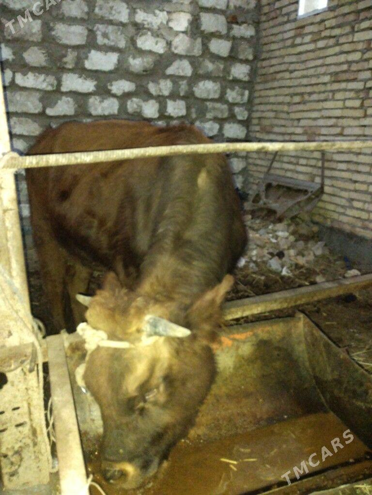 Okuz - Türkmenabat - img 5