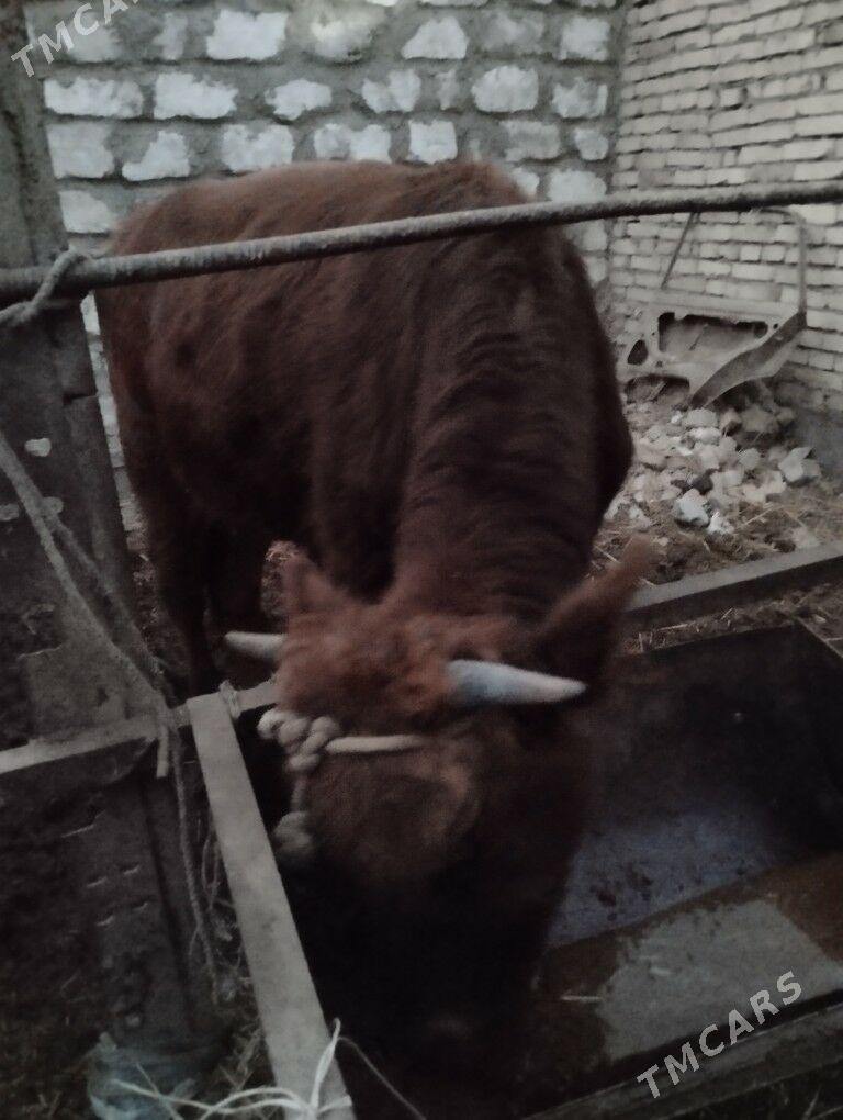 Okuz - Türkmenabat - img 7