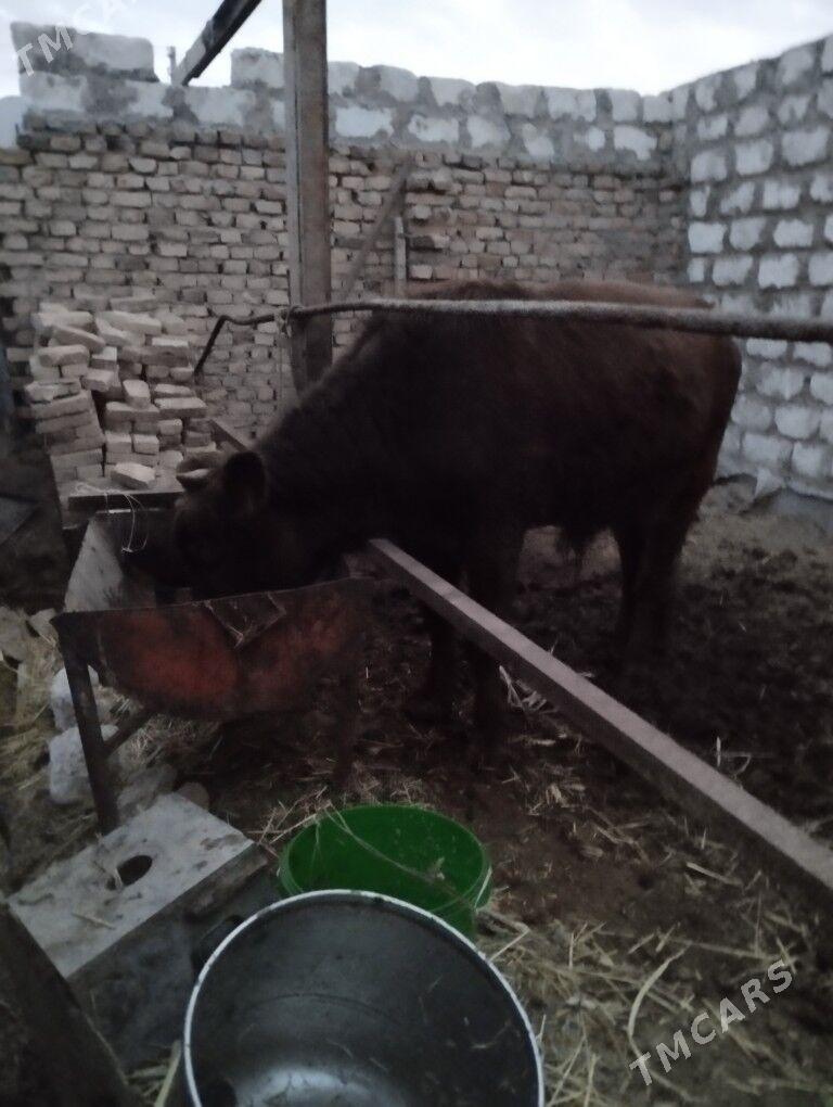 Okuz - Türkmenabat - img 9