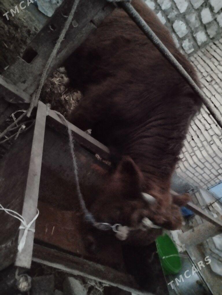 Okuz - Türkmenabat - img 8