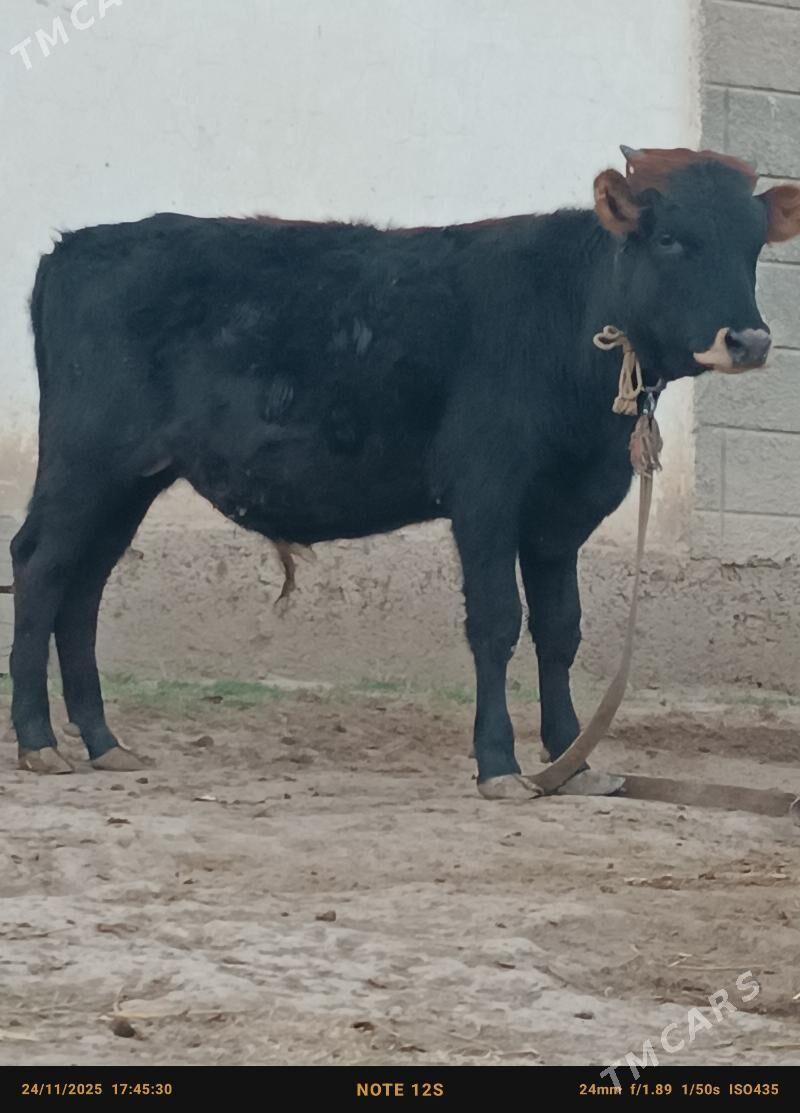 şwes öküz - Büzmeýin - img 3