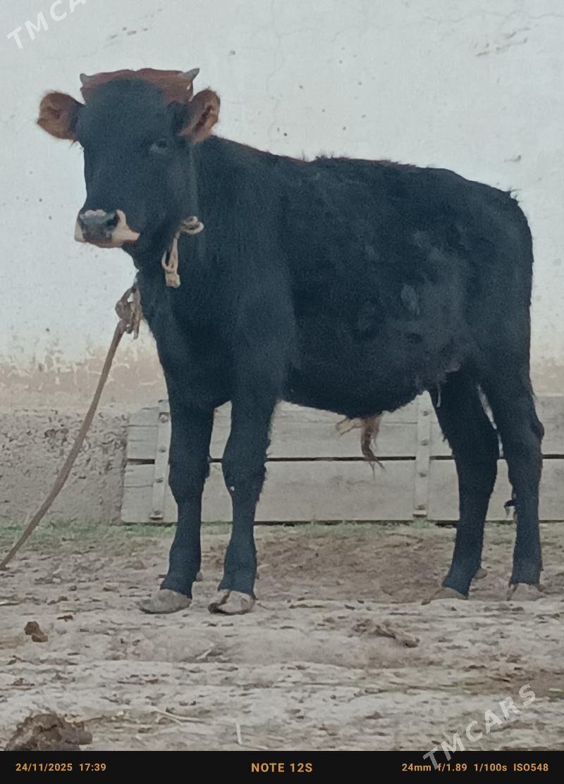 şwes öküz - Büzmeýin - img 2