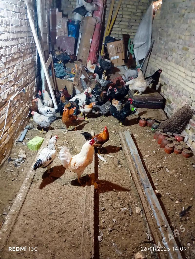 horaz - Türkmenabat - img 3