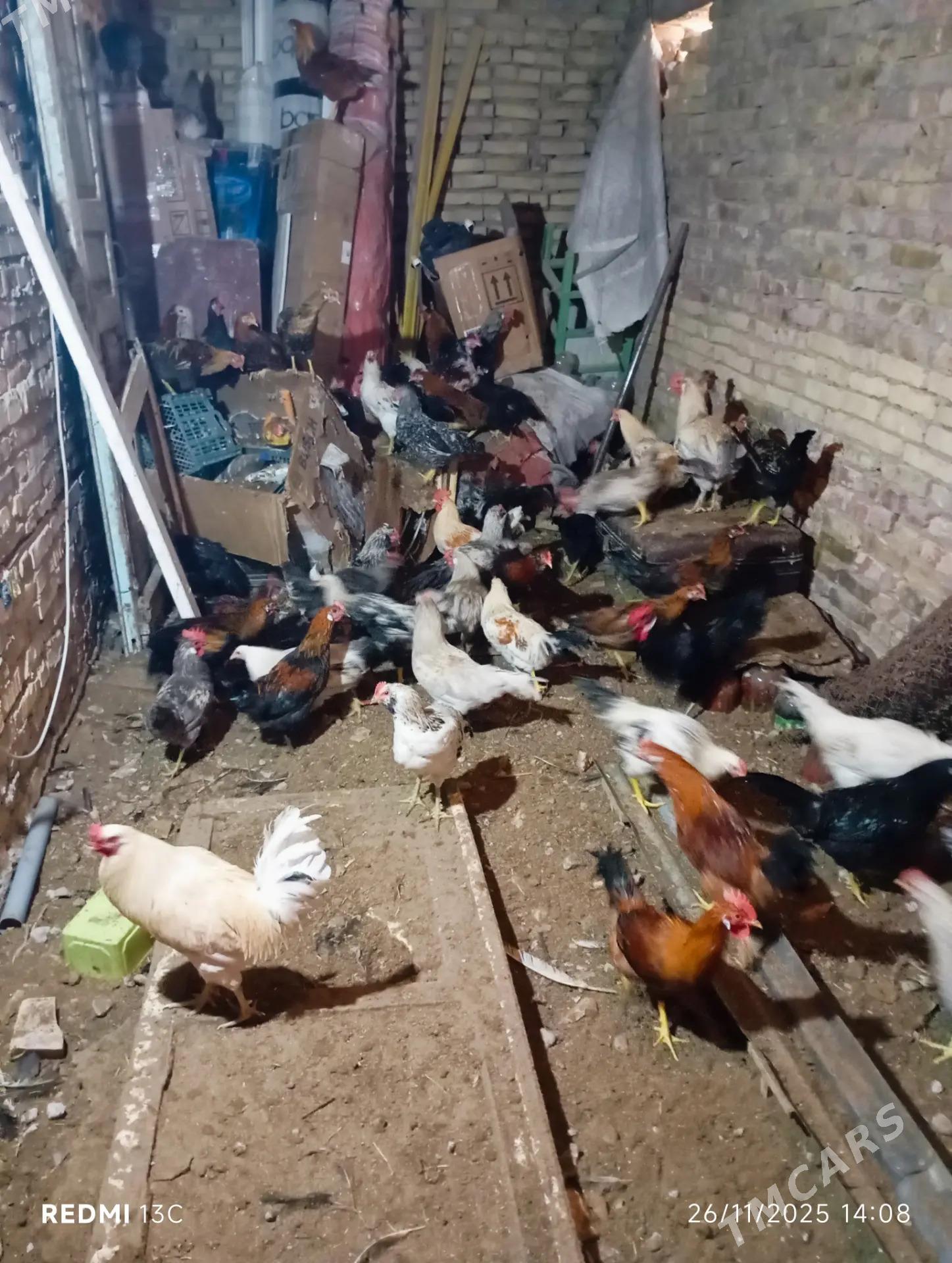 horaz - Türkmenabat - img 2