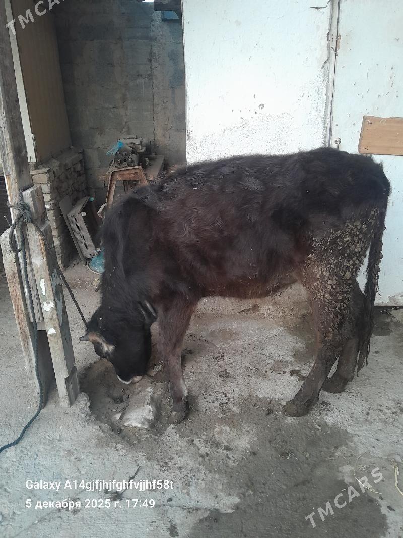 tuwe - Ашхабад - img 2