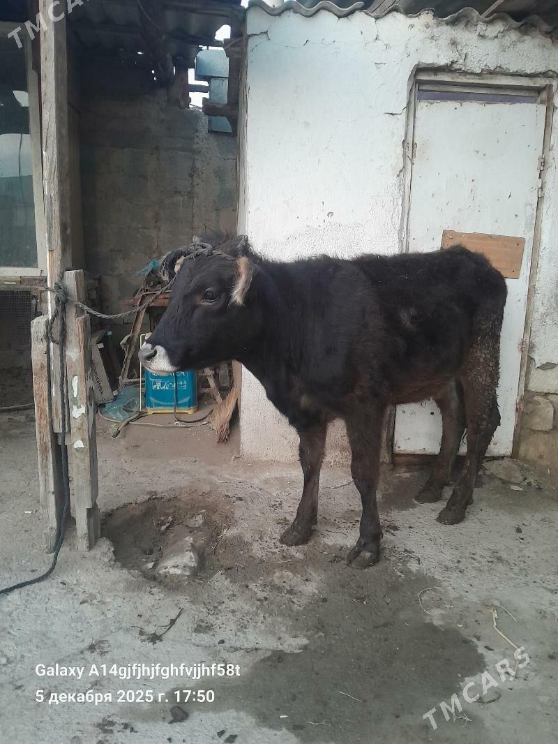 tuwe - Ашхабад - img 3