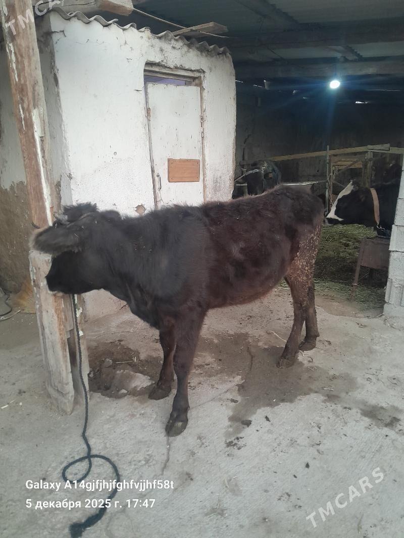 tuwe - Ашхабад - img 5