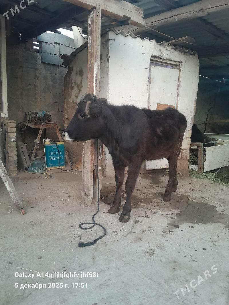 tuwe - Ашхабад - img 4