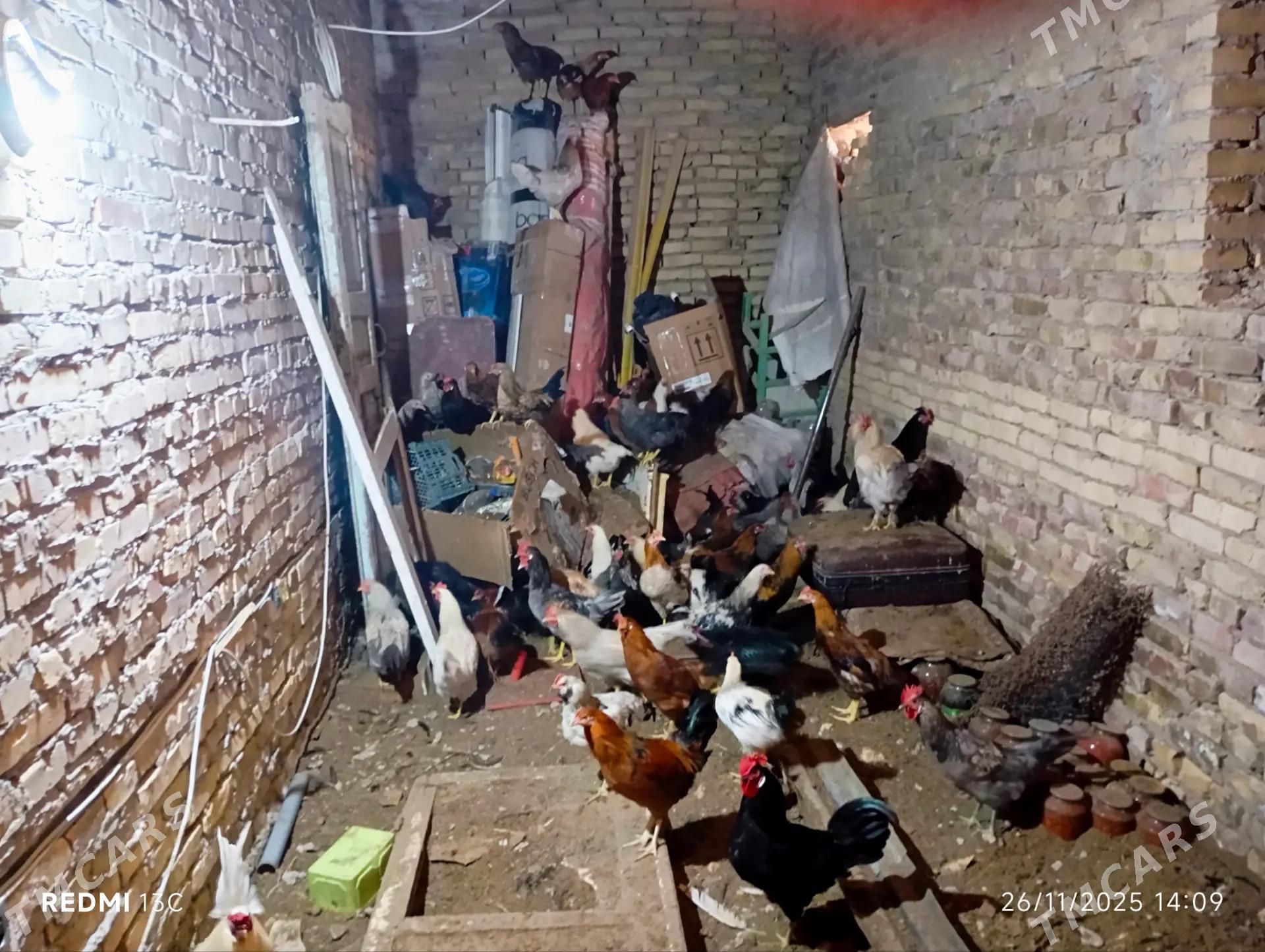 horaz - Türkmenabat - img 4