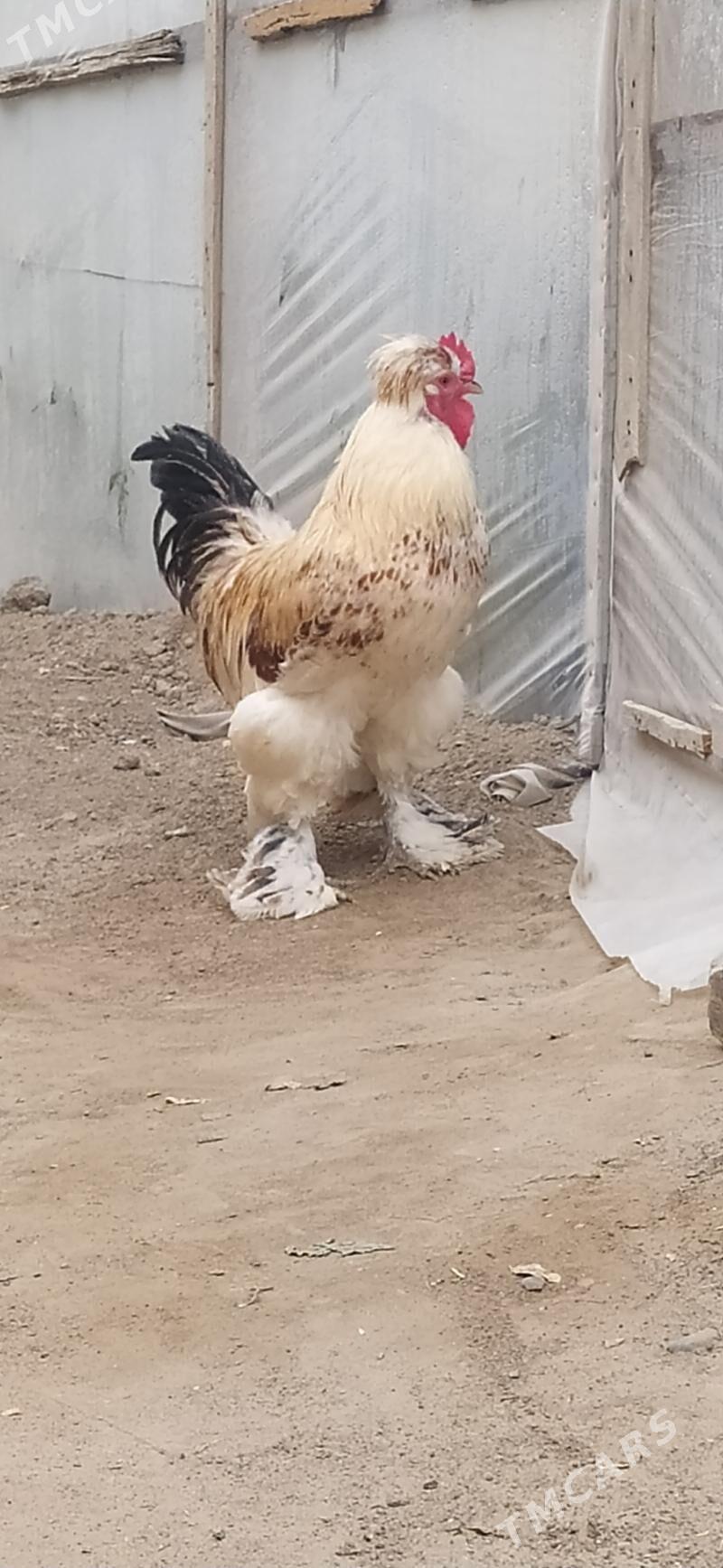 ORGİNAL BRAMA ÇİŞGA HORAZ - Гёкдепе - img 2