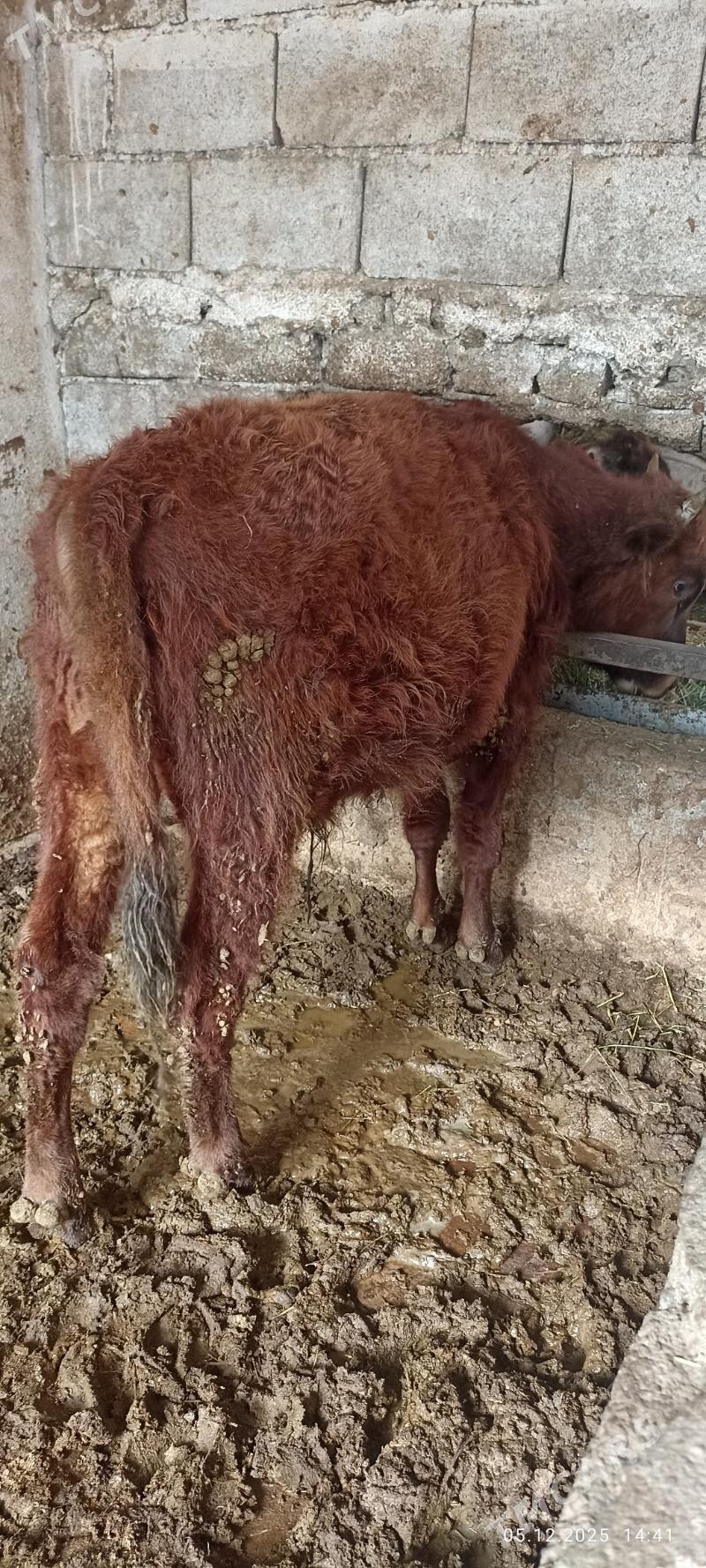 uly ökuz - Büzmeýin - img 3