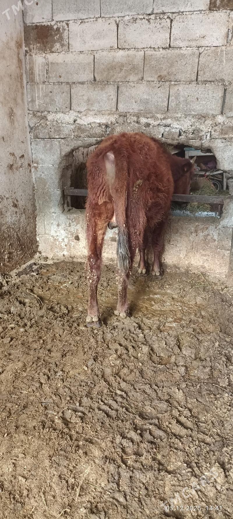 uly ökuz - Büzmeýin - img 2