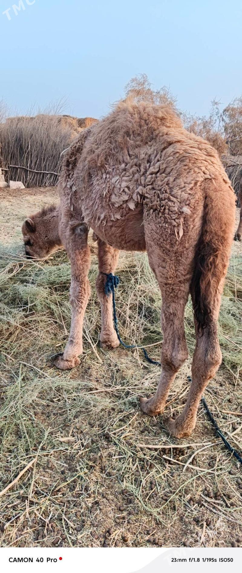 Erkek owsuk - Бабадайхан - img 3