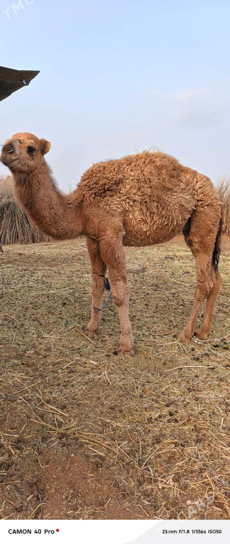 Erkek owsuk - Бабадайхан - img 5