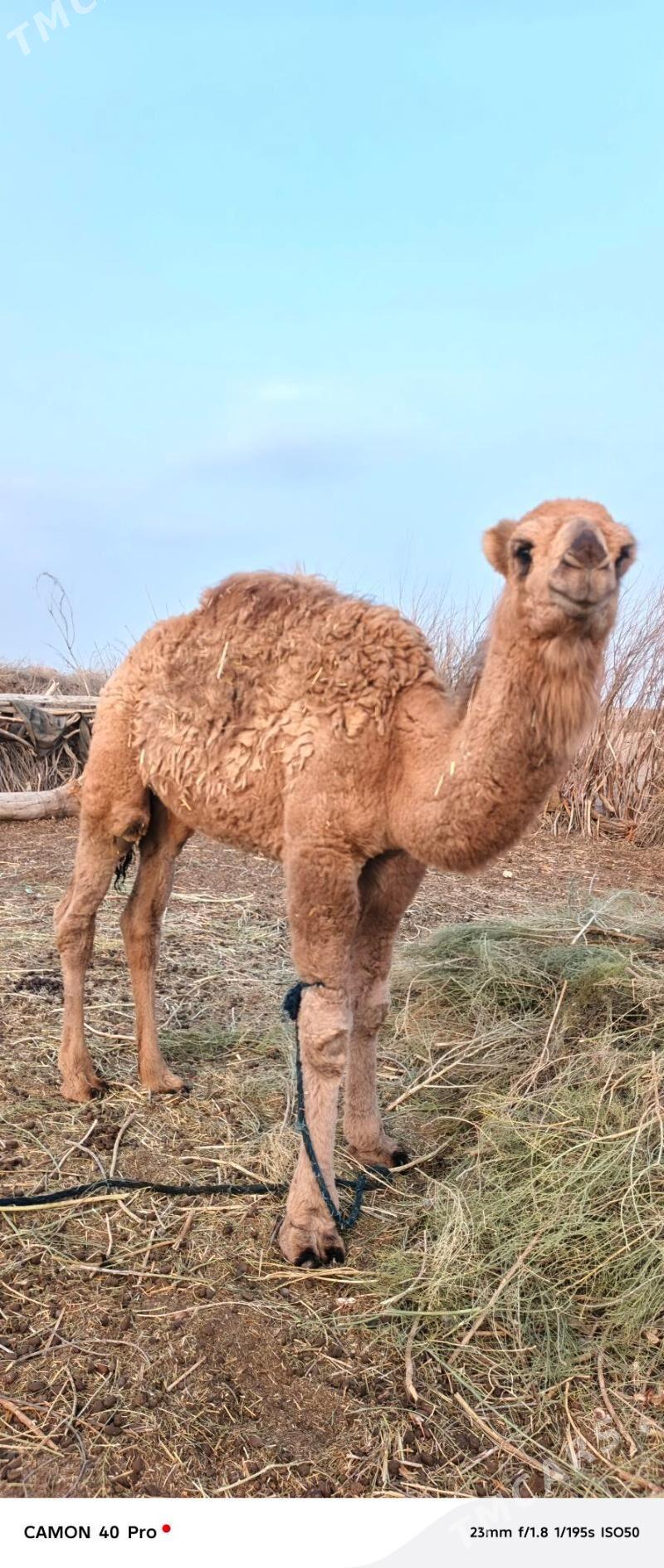 Erkek owsuk - Бабадайхан - img 4