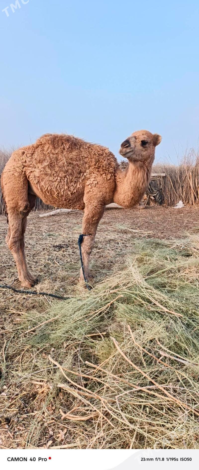 Erkek owsuk - Бабадайхан - img 2