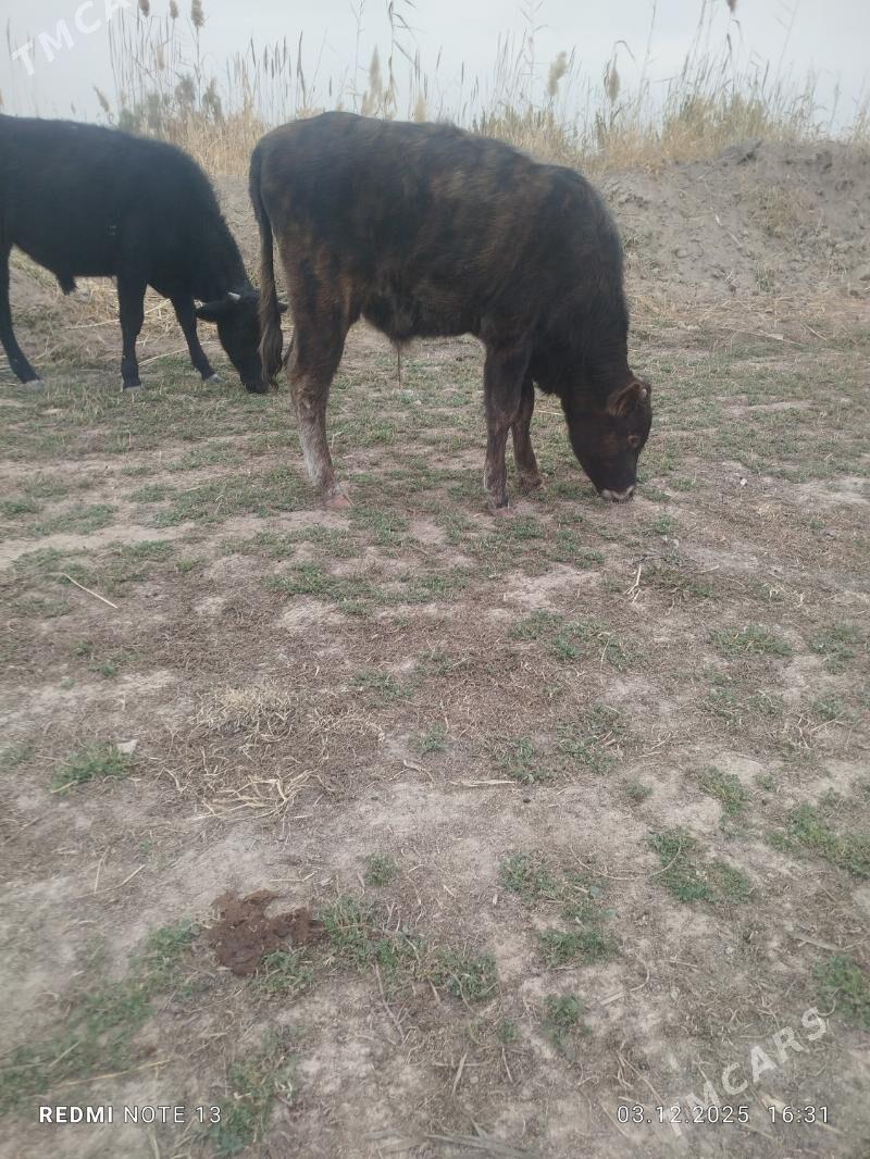 Okuzler we unajyn - Çärjew - img 2