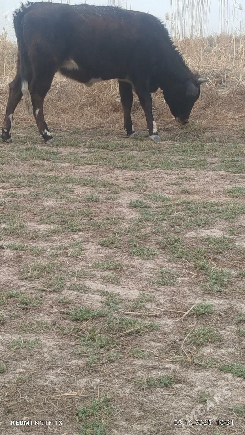 Okuzler we unajyn - Çärjew - img 3