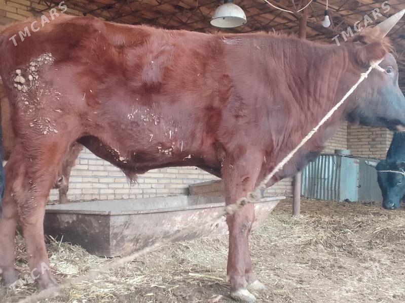 Öküzler - Halaç - img 2